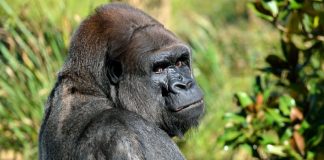 Symbolbild Gorilla (Foto: Pixabay).jpg