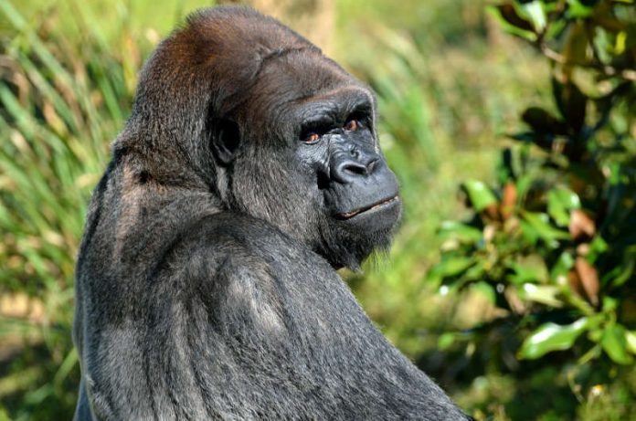 Symbolbild Gorilla (Foto: Pixabay).jpg