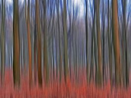 Klaus Eppeles neue Fotoausstellung „waldreich“ bringt den Karlsruher Wald auf großen Leinwänden direkt in die Waldstraße in Karlsruhe zu Donato Hair Creations (Foto: Klaus Eppele)