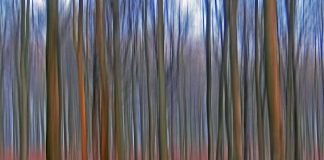 Klaus Eppeles neue Fotoausstellung „waldreich“ bringt den Karlsruher Wald auf großen Leinwänden direkt in die Waldstraße in Karlsruhe zu Donato Hair Creations (Foto: Klaus Eppele)