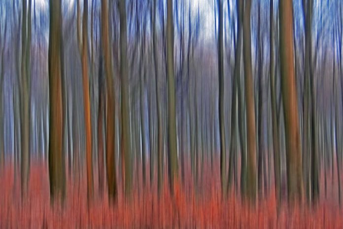 Klaus Eppeles neue Fotoausstellung „waldreich“ bringt den Karlsruher Wald auf großen Leinwänden direkt in die Waldstraße in Karlsruhe zu Donato Hair Creations (Foto: Klaus Eppele)