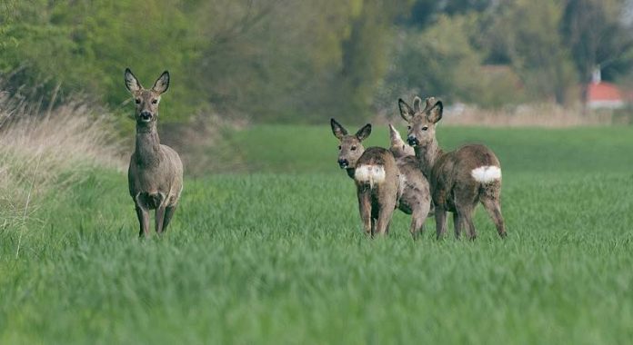 Symbolbild Wild (Foto: Pixabay) Symbolbild Wild (Foto: Pixabay)