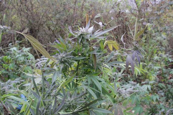 Canabisplantage im Wald entdeckt Canabisplantage im Wald entdeckt