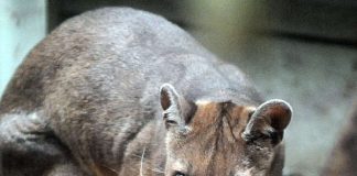 Nachwuchs bei den Fossas (Foto: Winfried Faust)