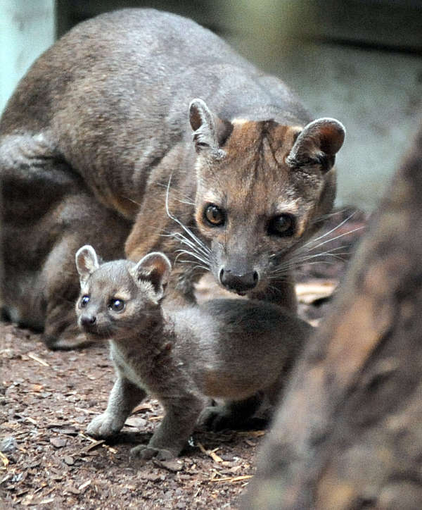 Nachwuchs bei den Fossas (Foto: Winfried Faust)