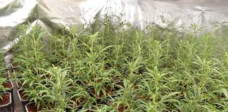 Hockenheim: Marihuana Indoorplantage