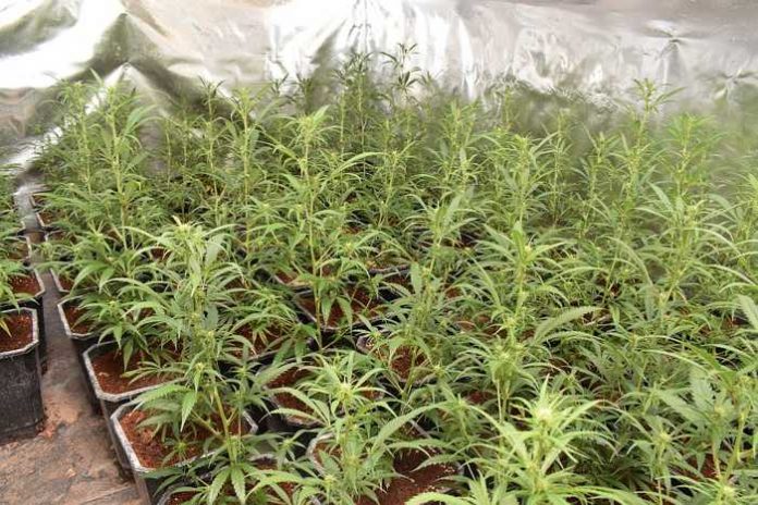 Hockenheim: Marihuana Indoorplantage
