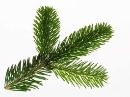 Symbolbild Tannenbaum (Foto: Pixabay/Bruno /Germany)