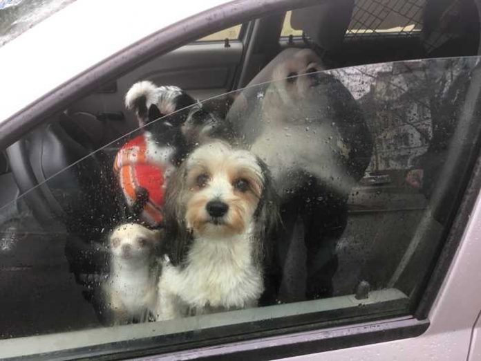 Hundekontrolle Heilbronn Hundekontrolle Heilbronn