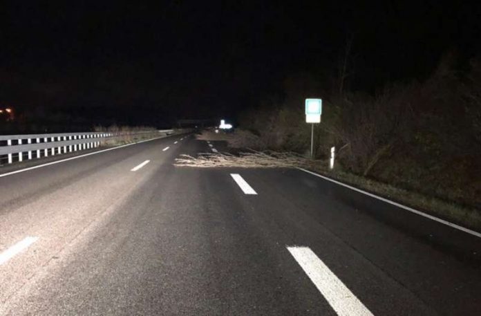 Bäume auf der Autobahn (Foto: Polizei RLP)