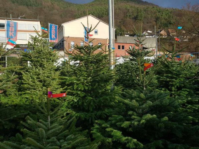 Weihnachtsbäume auf dem Supermarktparkplatz (Foto: Holger Knecht)