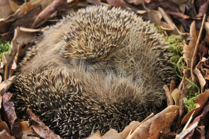 Davon träumt so mancher: sich im Herbst den Bauch vollschlagen, die triste Jahreszeit verschlafen und im Frühjahr schlank wieder aufwachen. (Foto: Pfalzmuseum)