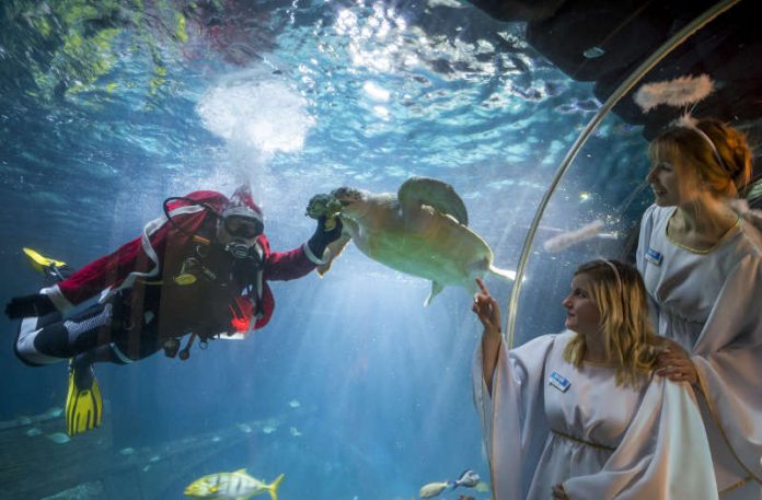 Schildkröte beim Füttern (Foto: Sea Life Speyer/Tobias Schwerdt)