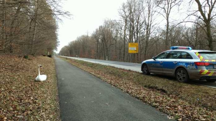 Artikel: Schwan landet auf Landstraße