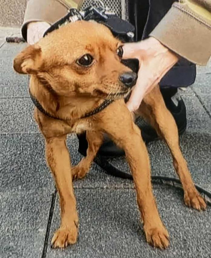 Bild des entwendeten Hundes Gizmo Bild des entwendeten Hundes Gizmo