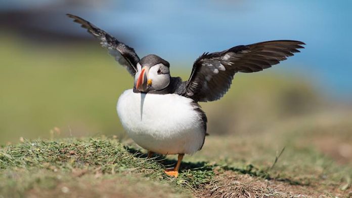 Papageitaucher (Foto: Markus Limmer)