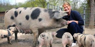 Rudolf Uhrig Sandy Gass, stellvertretende Tiergartenleiterin, mit den Bunten Bentheimer Schweinen auf dem Bauernhof des Tiergartens