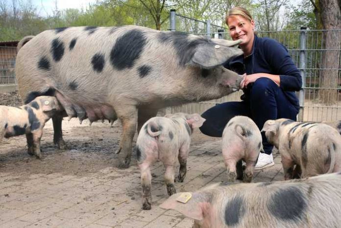 Rudolf Uhrig Sandy Gass, stellvertretende Tiergartenleiterin, mit den Bunten Bentheimer Schweinen auf dem Bauernhof des Tiergartens