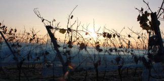 Frost im Jahr 2013 (Foto: Pfalzwein e.V./Breiling)