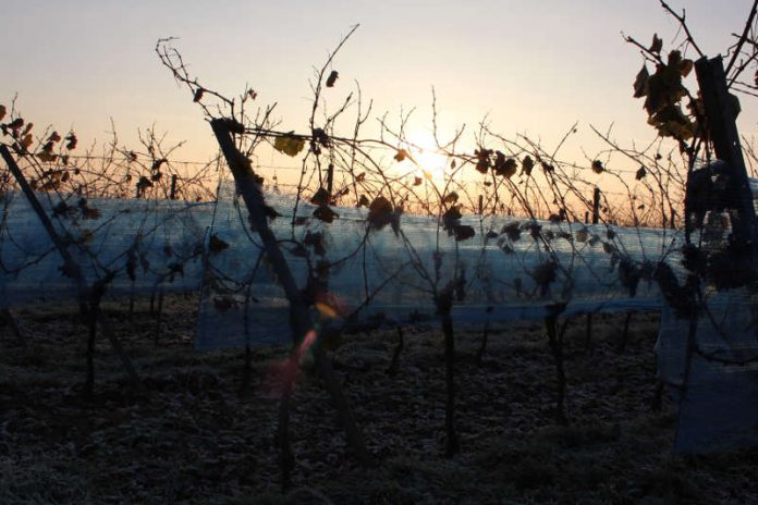 Frost im Jahr 2013 (Foto: Pfalzwein e.V./Breiling)