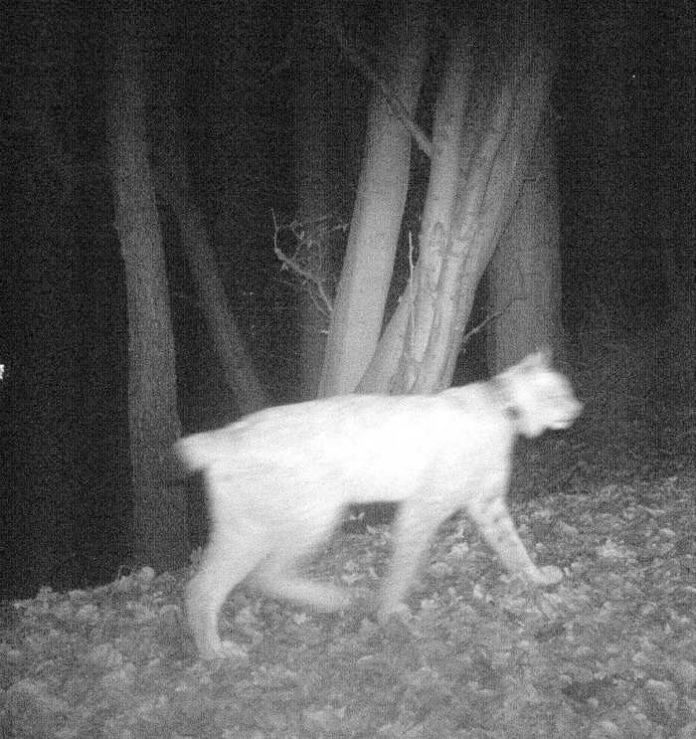 Ein Luchs wurde von einer Fotofalle auf der Gemarkung der Gemeinde Elztal im Neckar-Odenwald-Kreis fotografiert. Foto: privat