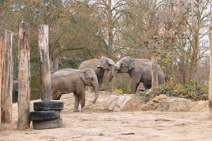 Tarak setzt sich gegenüber Yadanar und Ludwig durch Foto: Zoo Heidelberg Tarak setzt sich gegenüber Yadanar und Ludwig durch Foto: Zoo Heidelberg
