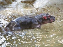Traurige Nachricht: Das junge Flußpferd ist tot Quelle: Zoo Karlsruhe