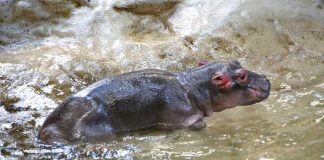 Traurige Nachricht: Das junge Flußpferd ist tot Quelle: Zoo Karlsruhe