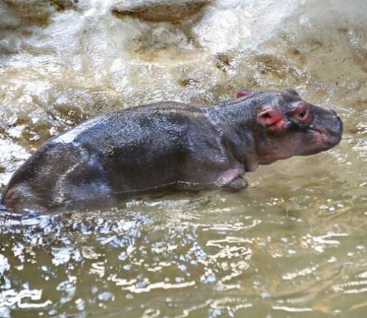 Traurige Nachricht: Das junge Flußpferd ist tot Quelle: Zoo Karlsruhe