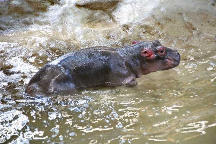 Traurige Nachricht: Das junge Flußpferd ist tot Quelle: Zoo Karlsruhe