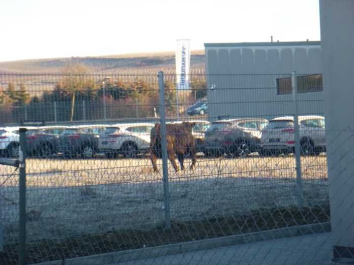 Artikel_Stier fluechtet vor dem Schlachter und landet im Autohaus