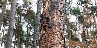 Baum mit Prachtkäferbefall und Pilzsporen (Foto: Gemeindeverwaltung Haßloch)