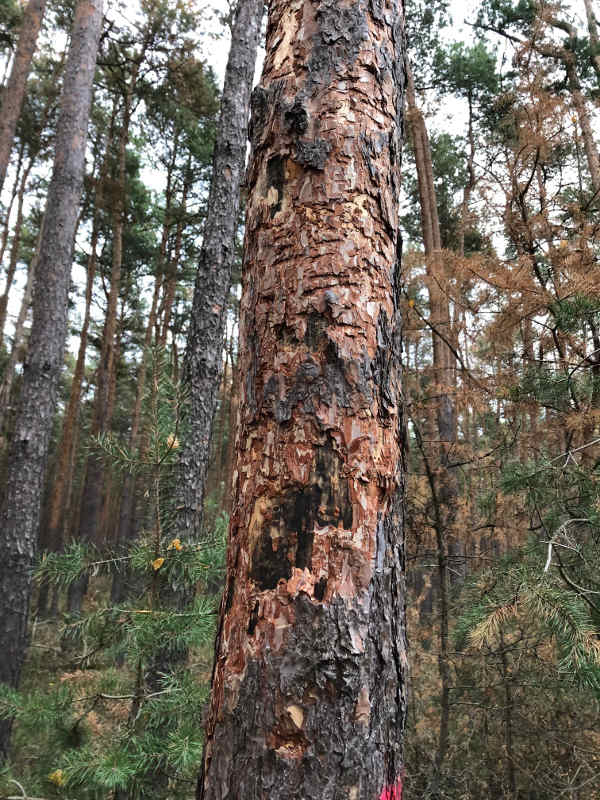 Baum mit Prachtkäferbefall und Pilzsporen (Foto: Gemeindeverwaltung Haßloch)