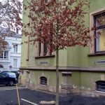 Die neue Traubeneiche vor dem Stadthaus IV. (Foto: Stadtverwaltung Neustadt)