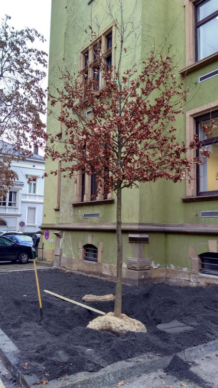 Die neue Traubeneiche vor dem Stadthaus IV. (Foto: Stadtverwaltung Neustadt)