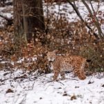 Lucky kurz nach seiner erneuten Freilassung. (Foto: SNU RLP / Annina Prüssing)