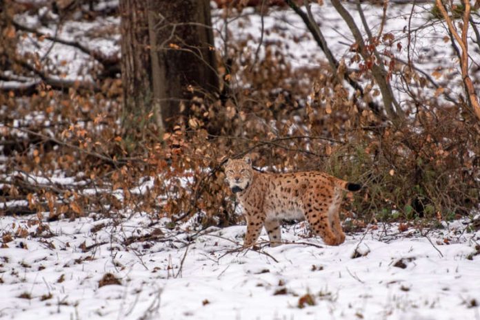 Lucky kurz nach seiner erneuten Freilassung. (Foto: SNU RLP / Annina Prüssing)