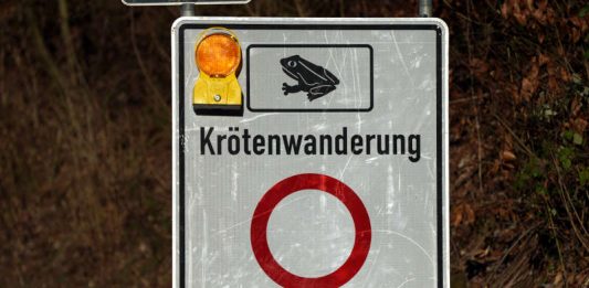 Krötenwanderung K16 (Foto: Holger Knecht)