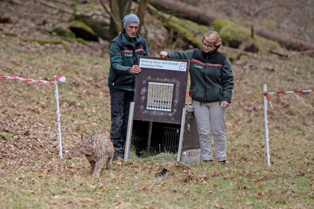 Forstamtsleiterin Frau Dr. Ute Fenkner-Gies entlässt zusammen mit Projektmitarbeiter Michael Back Luchsin Gaupa in ihre neue Heimat. (Foto: SNU RLP / Annina Prüssing)