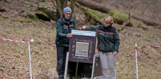 Forstamtsleiterin Frau Dr. Ute Fenkner-Gies entlässt zusammen mit Projektmitarbeiter Michael Back Luchsin Gaupa in ihre neue Heimat. (Foto: SNU RLP / Annina Prüssing)