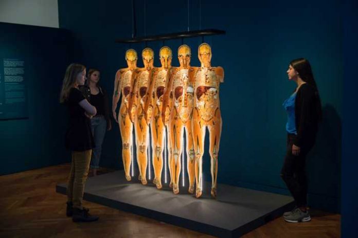 MUMIE Plastination ©rem, Foto: Maria Schumann