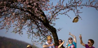 Picknick in der Mandelblüte (Fotoquelle: Tourist-Information Deidesheim )