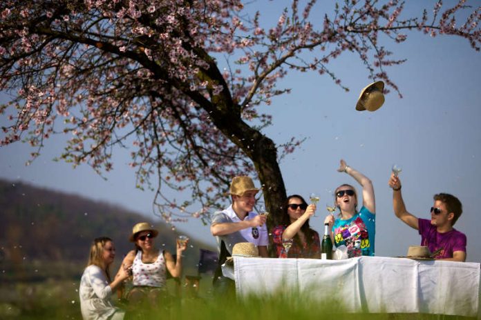 Picknick in der Mandelblüte (Fotoquelle: Tourist-Information Deidesheim )