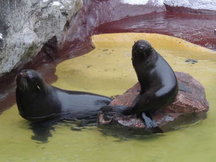 Seebären GONZO u. JACI Quelle: Zoo Landau Seebären GONZO u. JACI Quelle: Zoo Landau