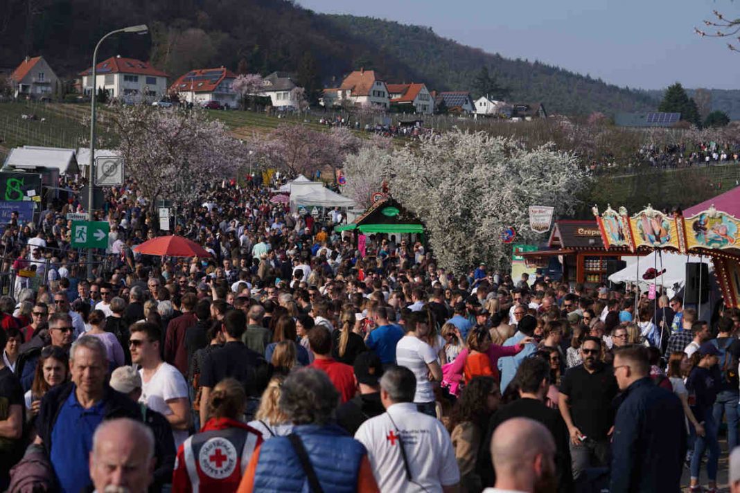Gimmeldingen Mandelblütenfest 2019 (Foto: Holger Knecht)