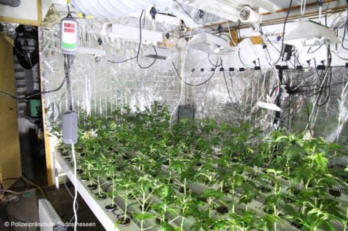 Artikel: Kripo entdeckt Indoorplantage im Industriegebiet - Hanau