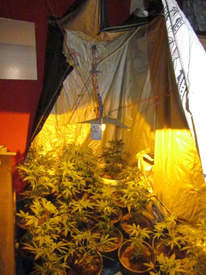 Artikel: Polizei entdeckt Cannabis Indoor-Plantage