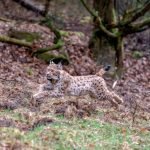 Luchs Libre (Foto: Annina Pruessing / SNU)