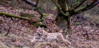 Luchs Libre (Foto: Annina Pruessing / SNU)