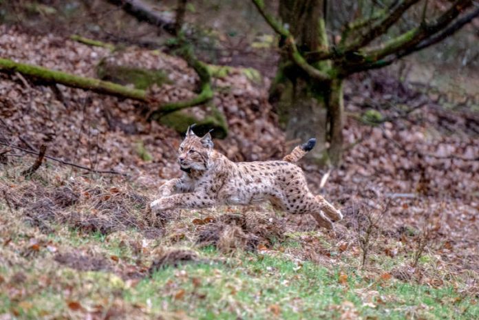 Luchs Libre (Foto: Annina Pruessing / SNU)